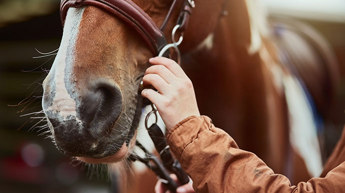 person with a horse